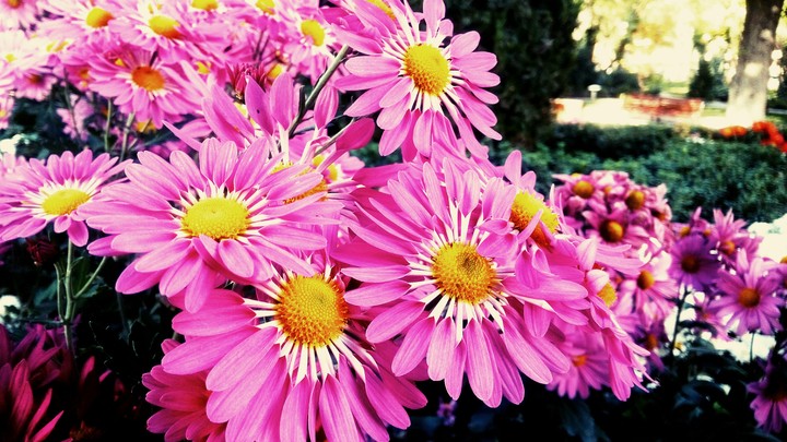 flower
