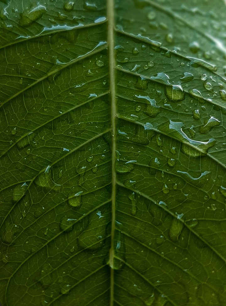 droplets of water