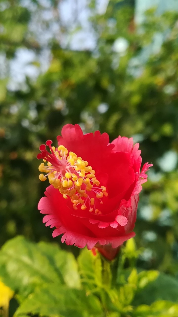 hibiscus