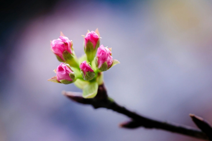 Flora