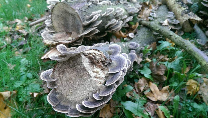 Dead wood with Shrooms