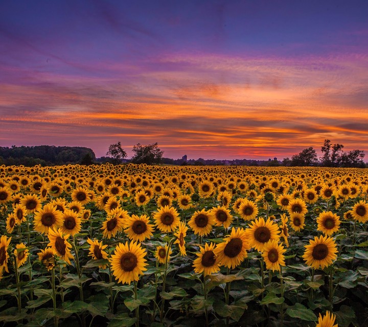 flowers..sun flower