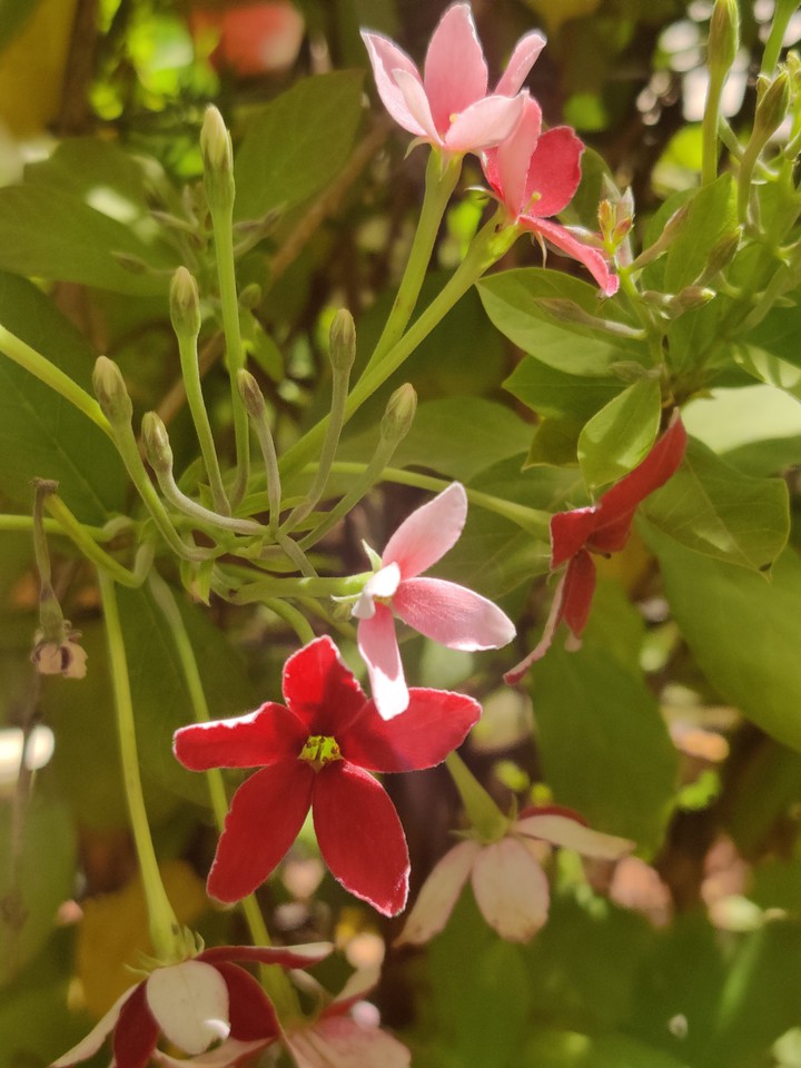 Radha Krishna Flowers