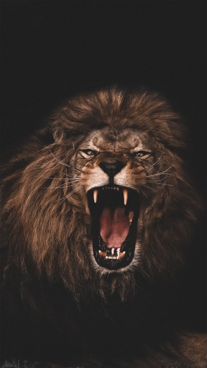 lion