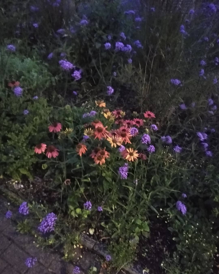 Blossom