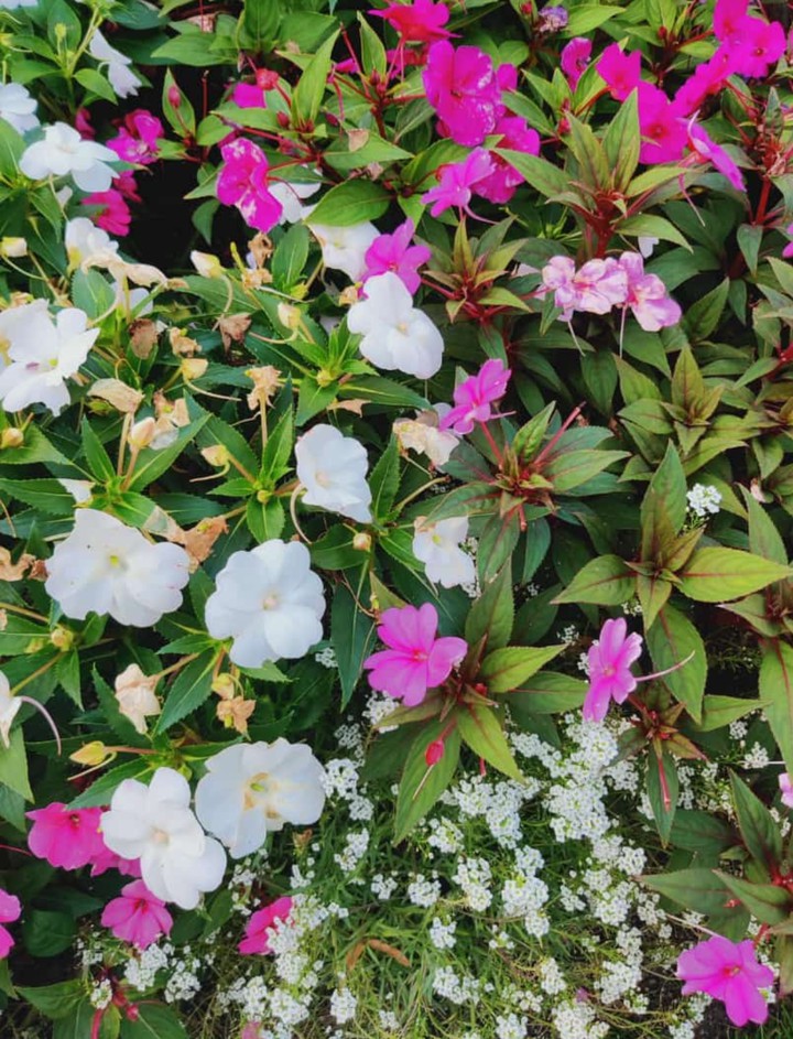 delicate flowers