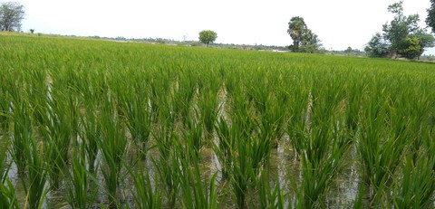 paddy field