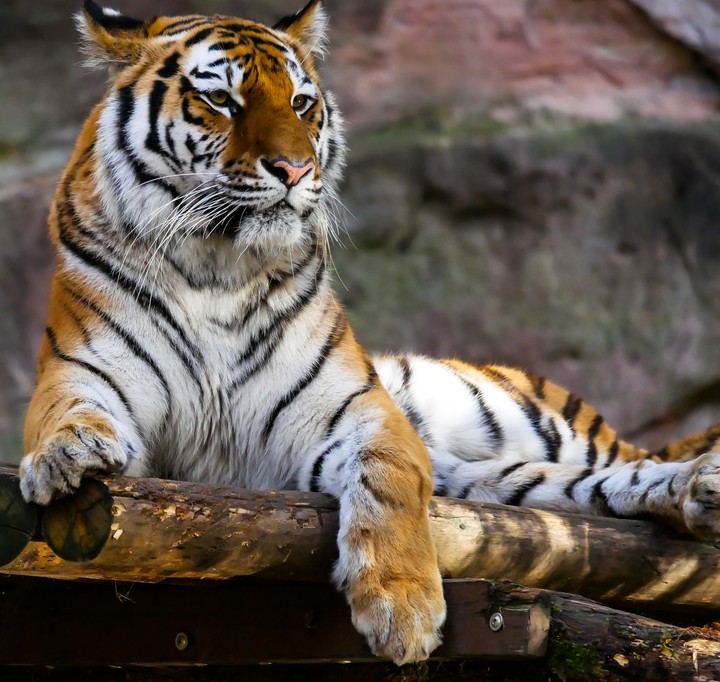 Tiger View