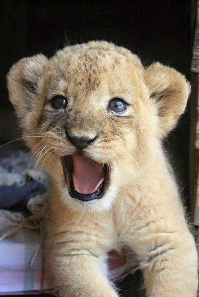 cute