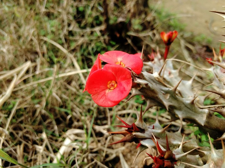 cactus flower