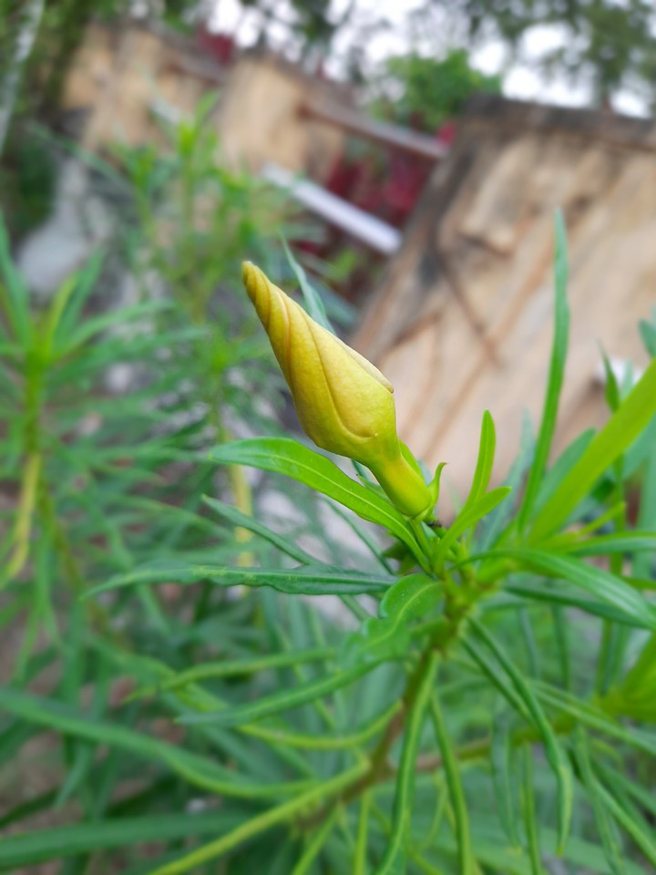 黄芽