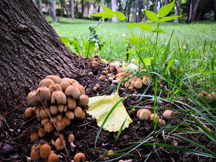wild mushrooms
