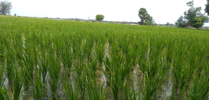 paddy field