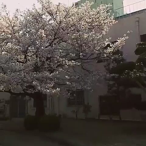 Japan❤❤❤