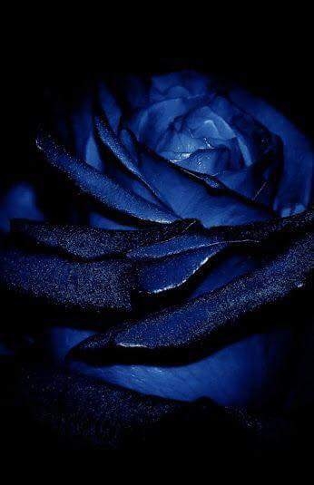 Blue rose