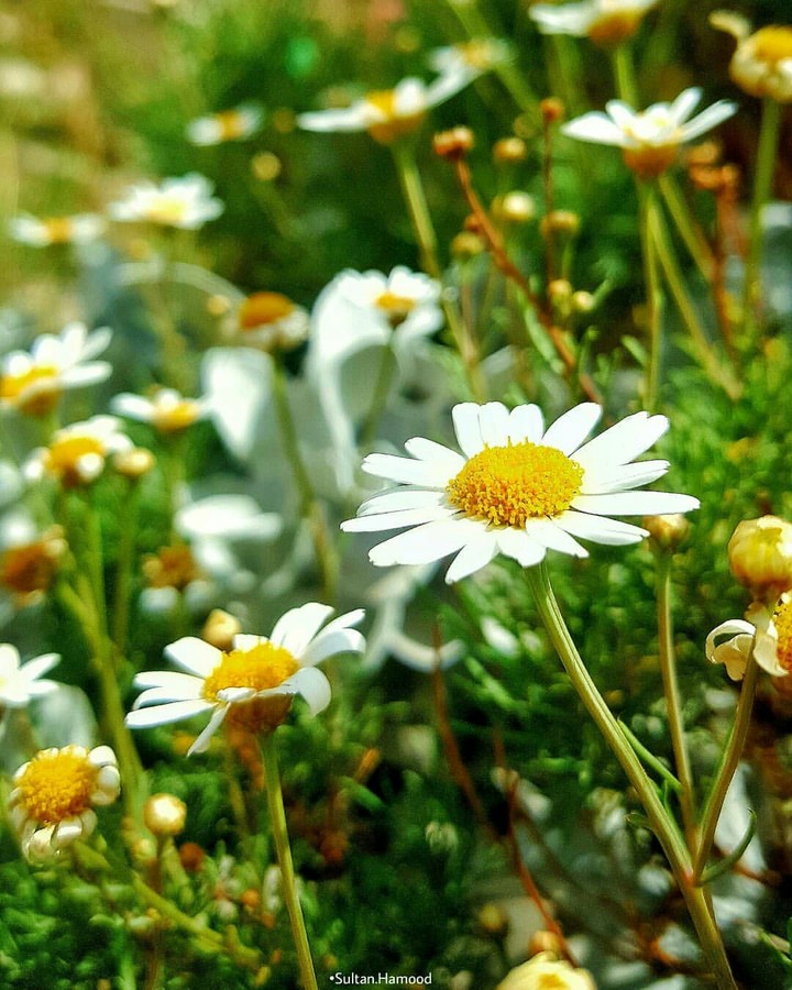 flowers of Yemen