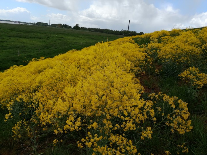 yellow flowers