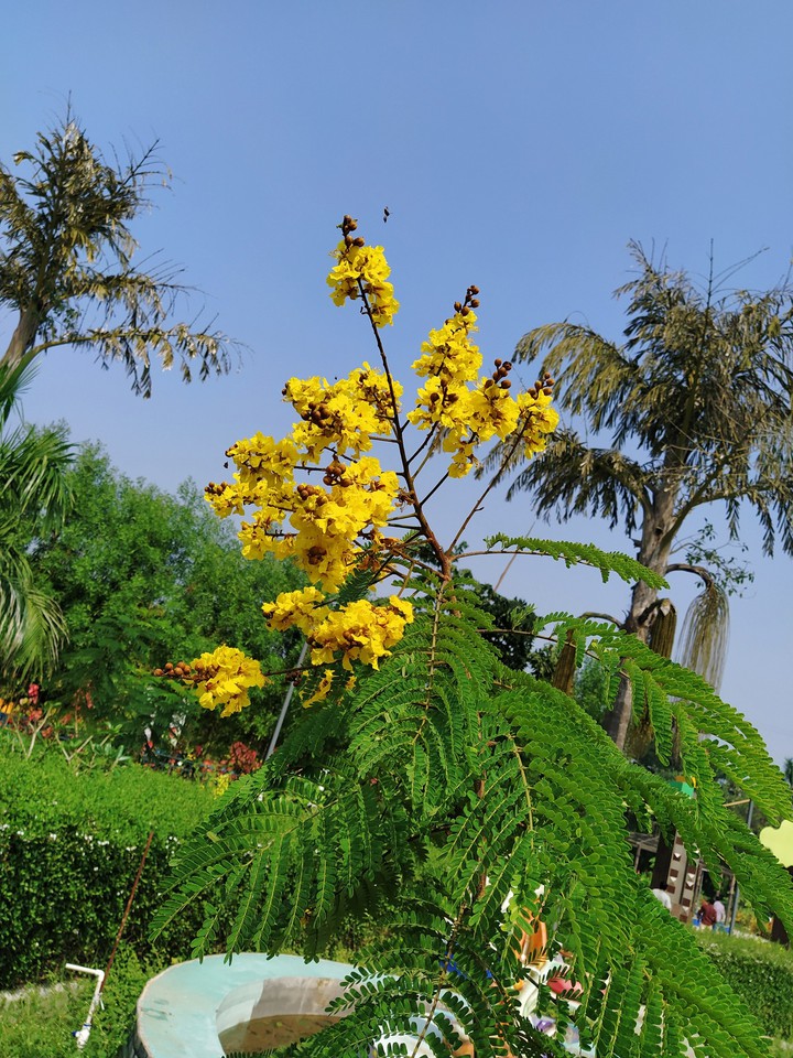 flower