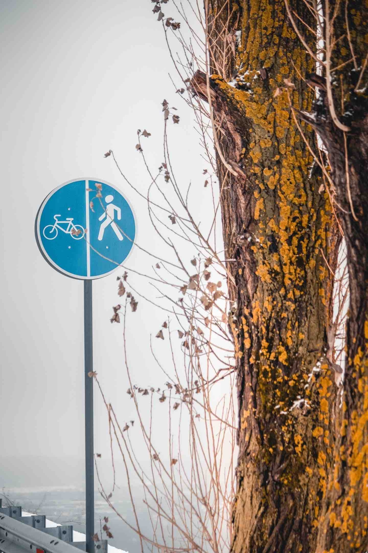 sign & tree