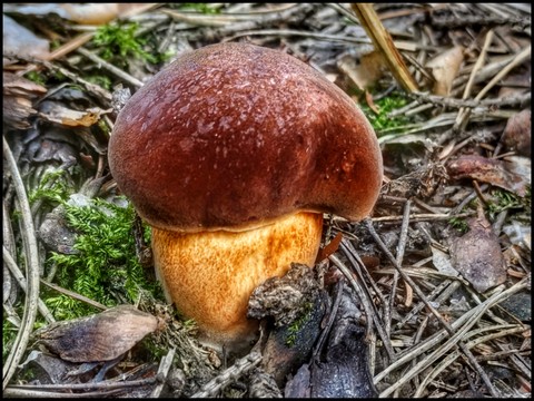 Fungus, Mushroom, Close-up