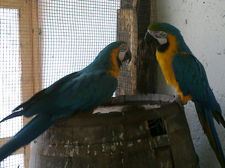 chicco e chicca