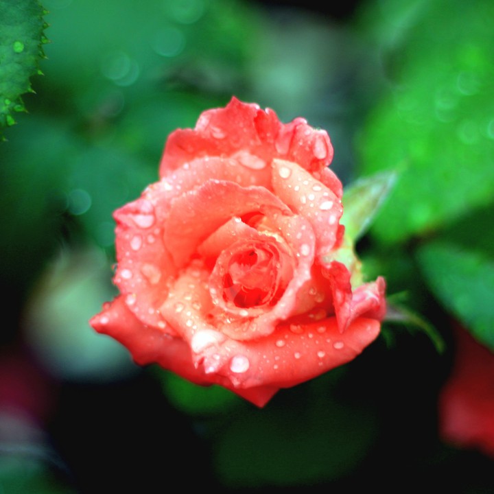 After the rain. Rose flower
