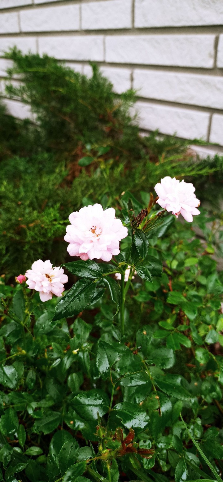 fairy rose