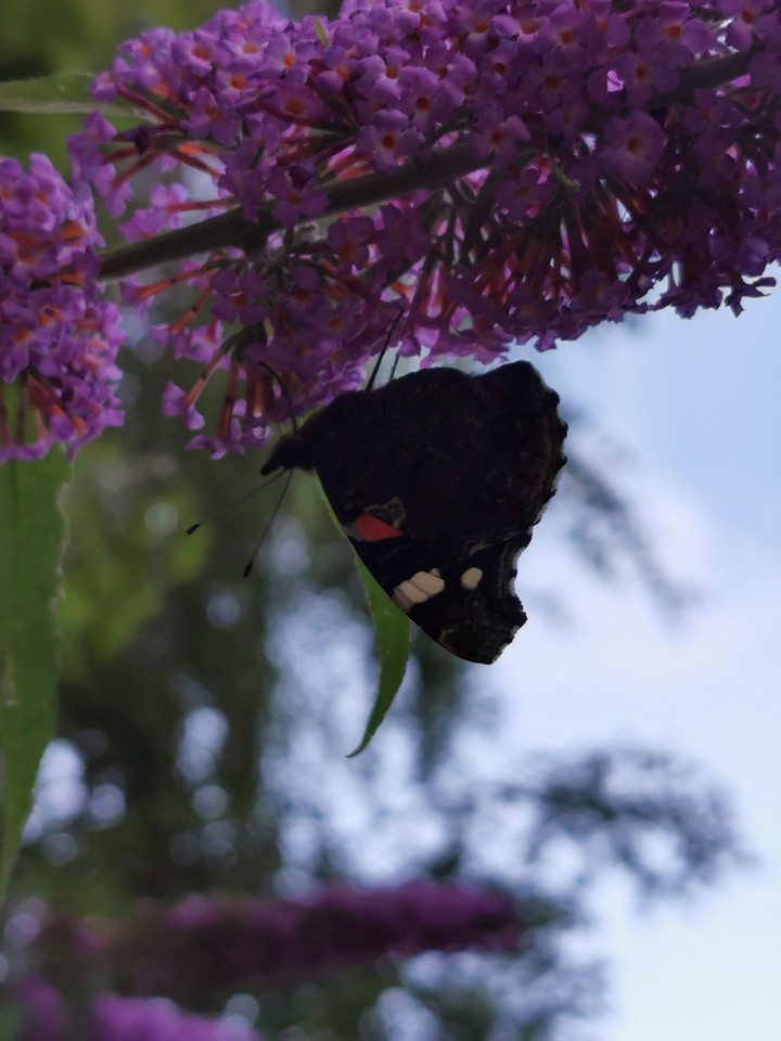 butterfly