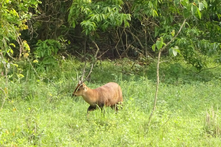 deer