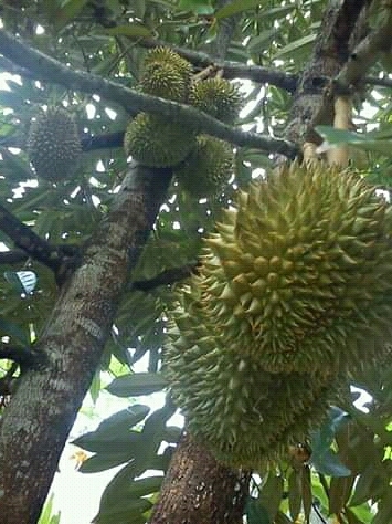 Durian from java
