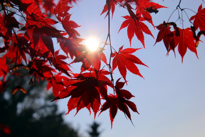 Through the leaves