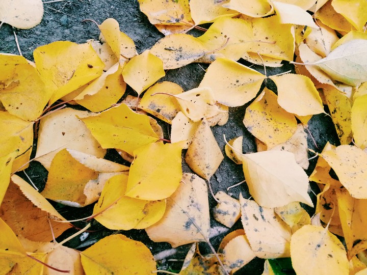 Autumn 