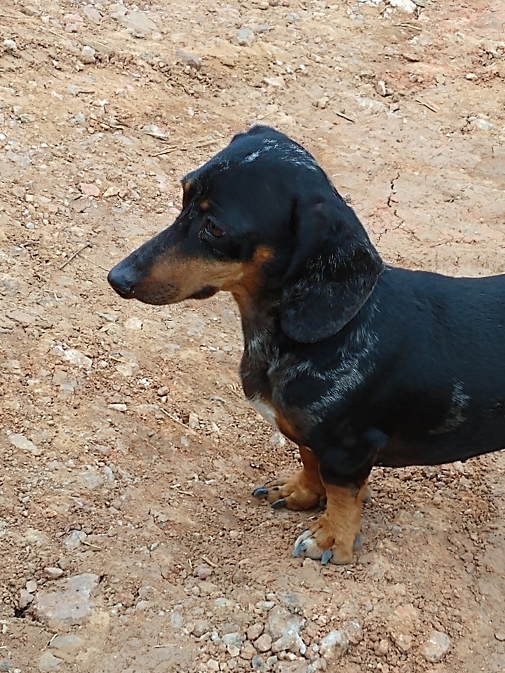 dog