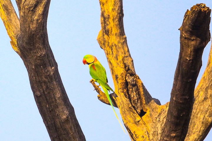 Alexzandrian Parakeet - Pench National Park