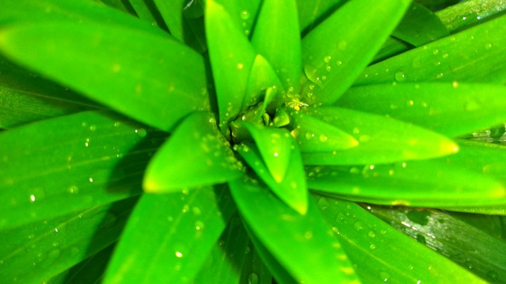 green