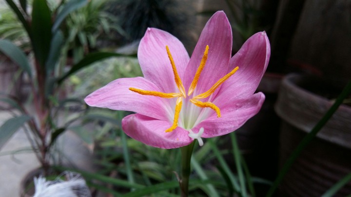 Bloomed Narcissus 