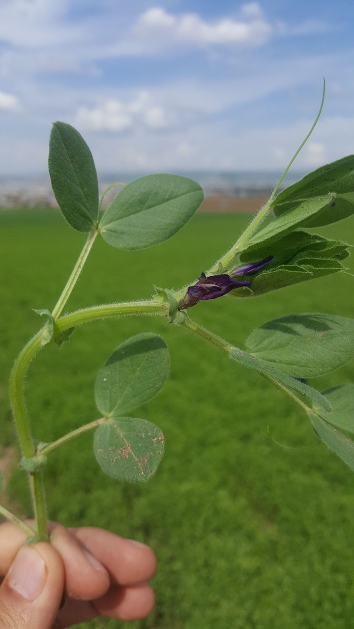 #çiçek #green #yeşil #bahar