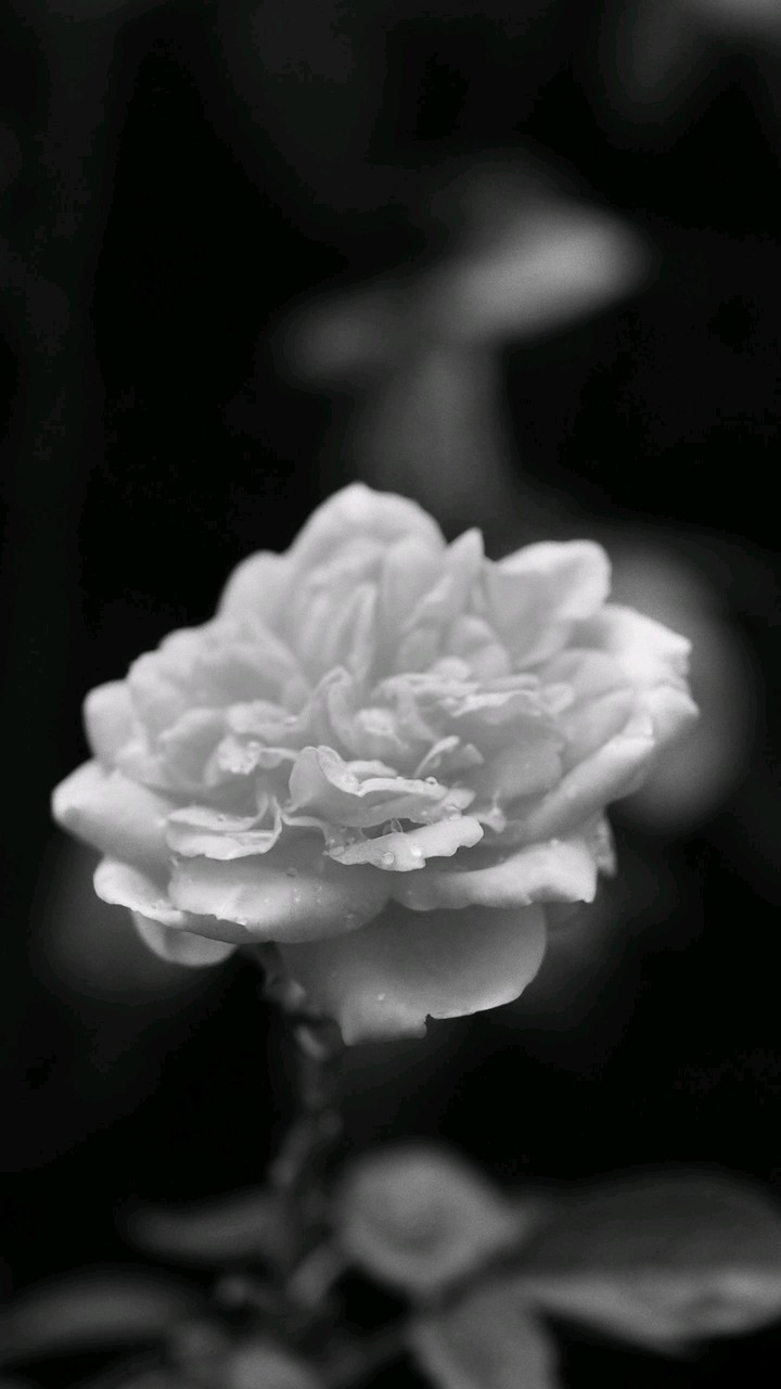 for Ana