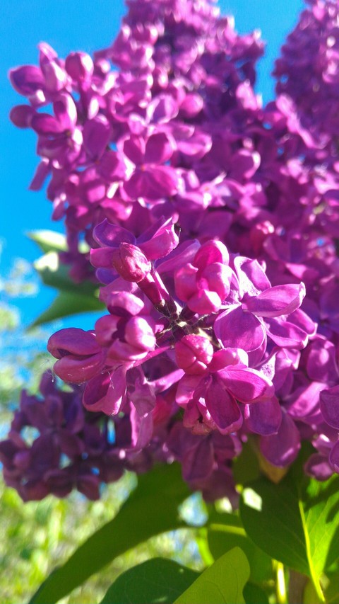 lilac