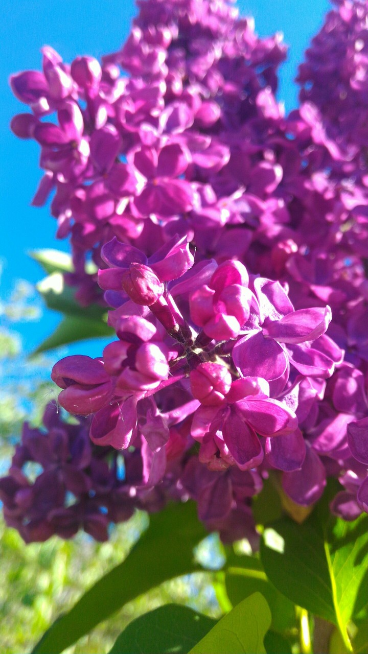 lilac