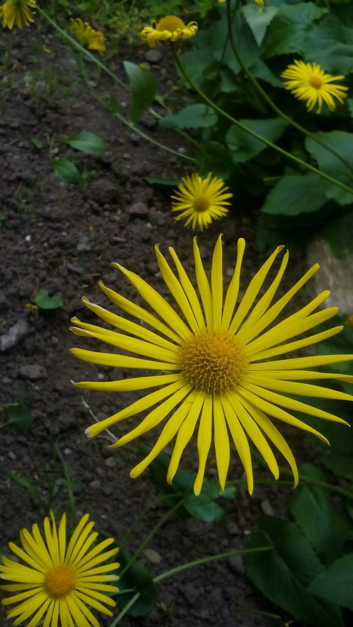 Flowers