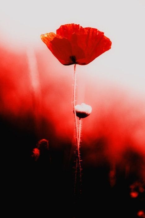 red flower