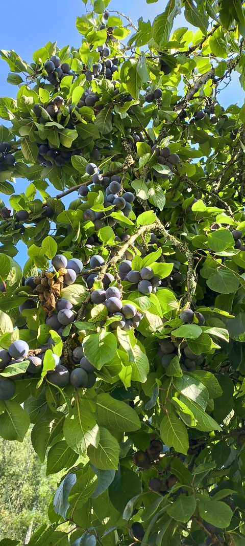 тапети food, ebenaceae