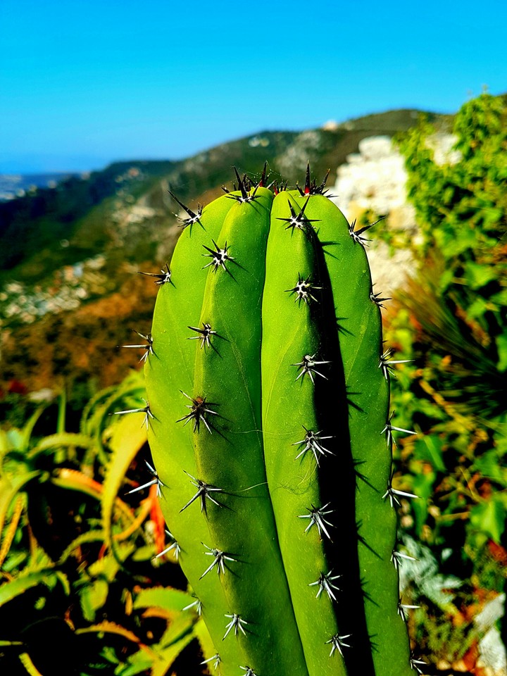 Kaktus