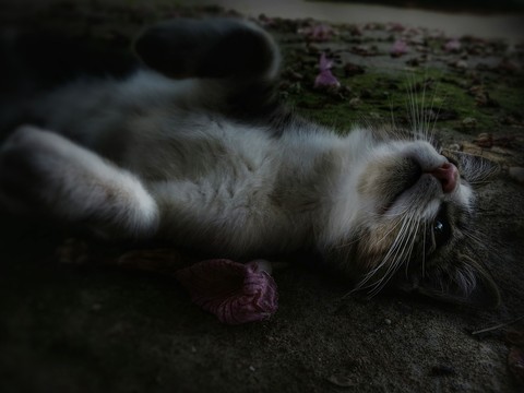 Gato y luz tenue