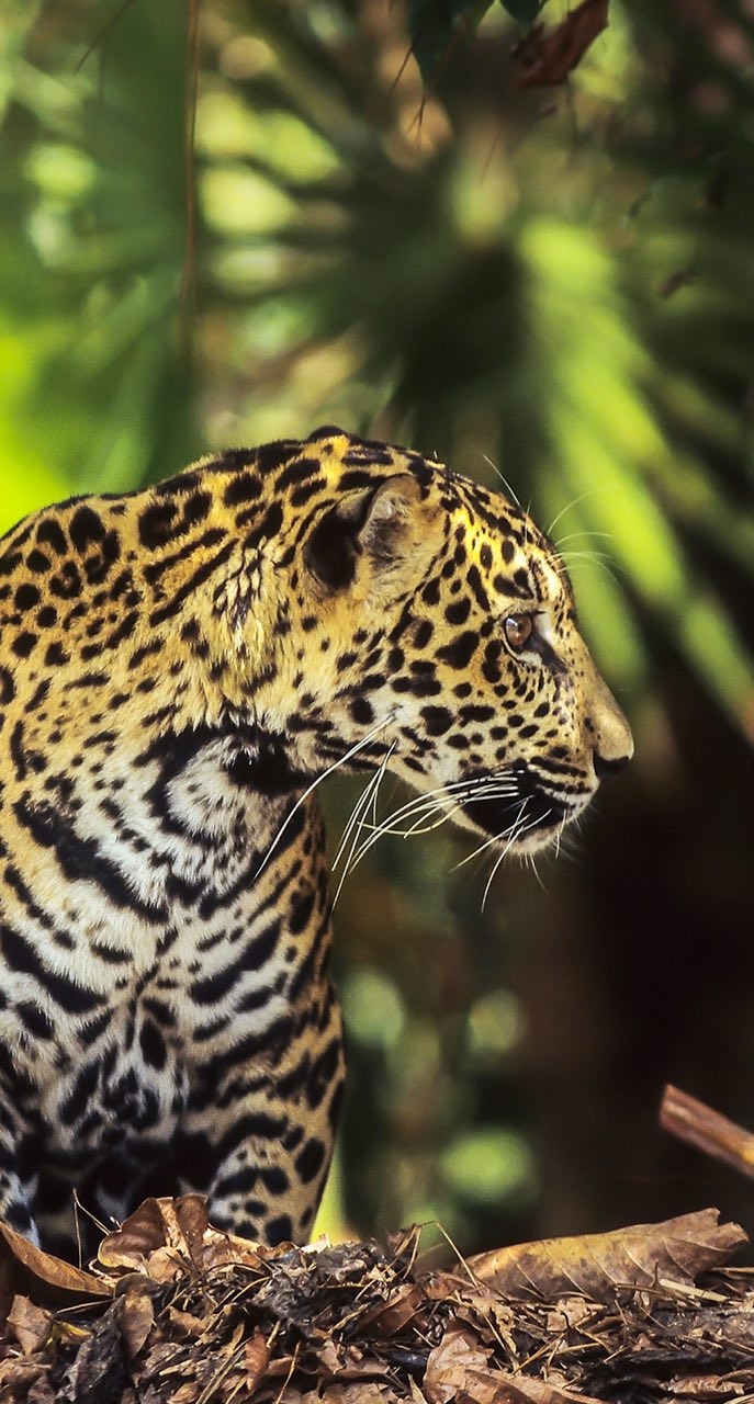 animal