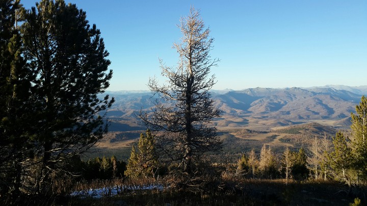 Mountain forest