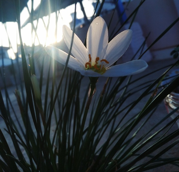 white lilly