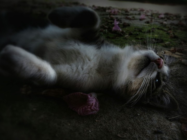 Gato y luz tenue