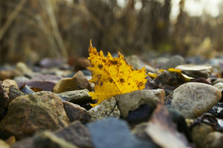 leaf of life
